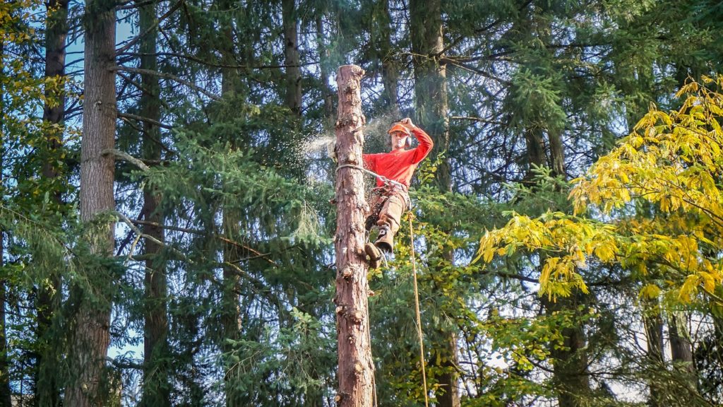 tree service